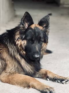 German