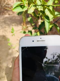 iphone 7plus 128gb official pta aprove