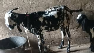 Bakri K sath 2 bachy 5 months K Han