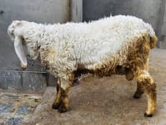 Dumba | Chatra | Bakra