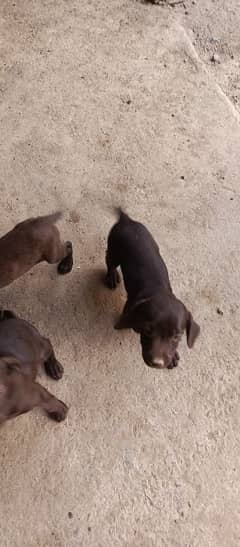 Labrador puppie