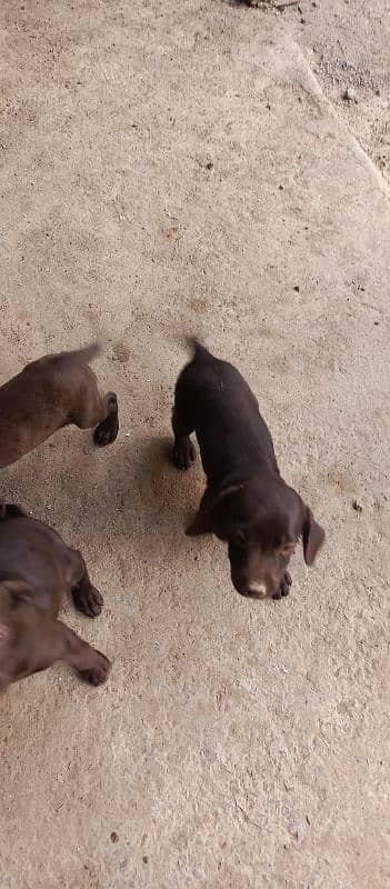 Labrador puppie 1