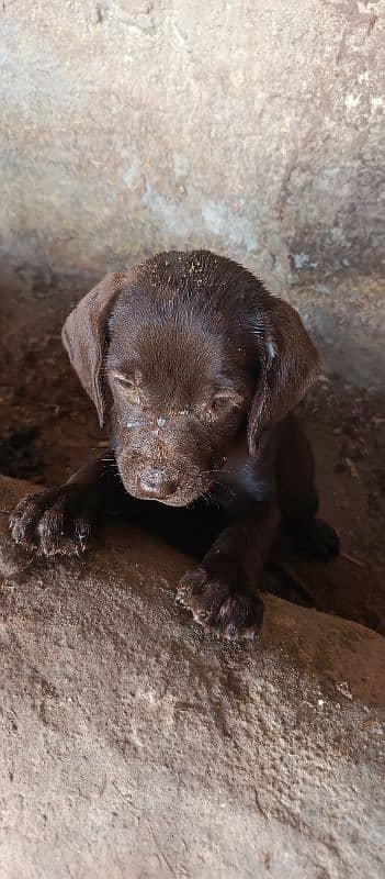 Labrador puppie 2