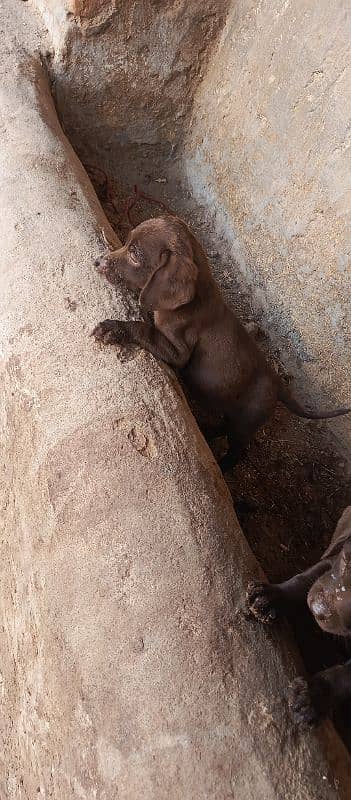 Labrador puppie 3