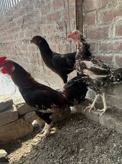 گھر کی پلی ہوئی انڈا دینے والی اور کڑک ہونے والی مرغیاں اور مرغا