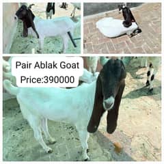 2 Ablak Donda Bakra|RajanPuri |Teddy Makki Chenna Bakra|347/470/8946