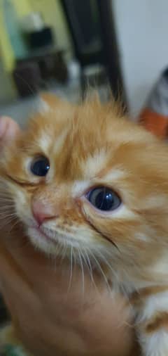 pure persian kittens tripple coated