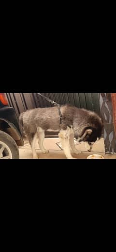 Husky