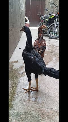 Shamo