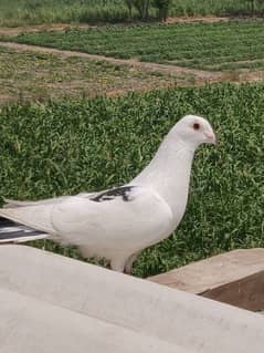 Choti Noke he. confirm pair. eggs ki warranty he. aur abhi eggs die he