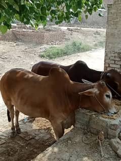 Cow for Sale | Qurbani Ka Janwar | Cow for Qurbani