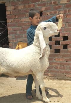 kajla | chatra | Sheep | Qurbani bakra | Goat | 2 dant chatra