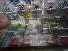 Australian parrot budgie for sale