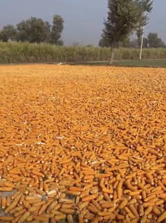 Excellent Agriculture land for sale , village 192 GB Aujla, iMuridwala