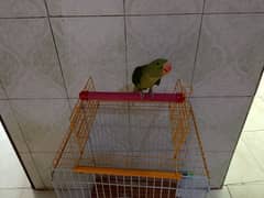 cage ka Sath 25000 final raw pahari