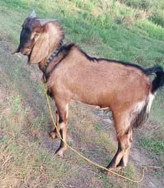 Male goat for qurbani