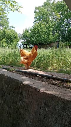 Golden buff hen (Male)