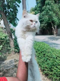 Persian