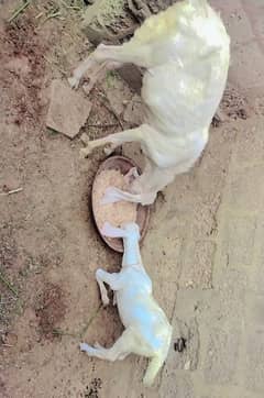 Bakri