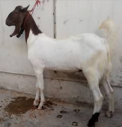 Bakra for sale