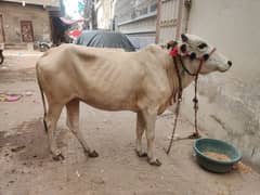bachia