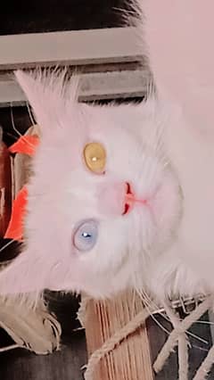 white cat
