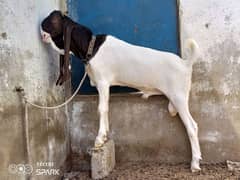 Top quality gulabi nakab posh breeder