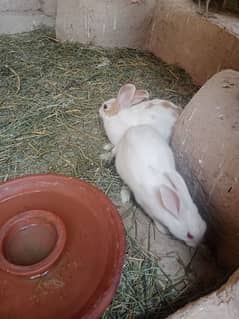 rabites