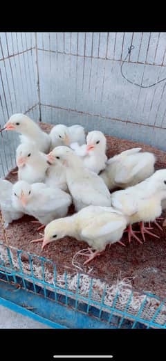 Aseel Heera chicks