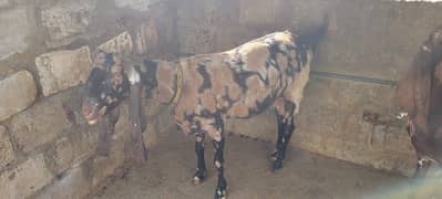 Desi Kamori Bakri For Sale (For Qurbani)