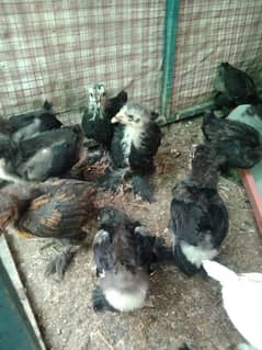 golden buff and black buff chicks