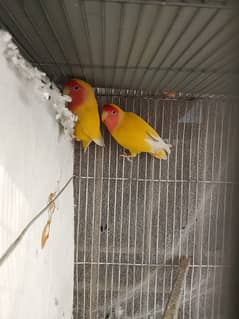 Cocktail pair / Lotino pair / Australian parrot / love birds
