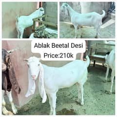 Ablak Beetal Desi Baqra|Bakra|Goat|347/470/8946