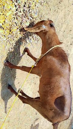 Khera Bakra "Goats" Beautifull Active and Healthy. . .