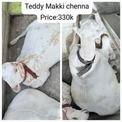 Teddy Nasal Makki Chenna Donda Bakra|Goat|347/470/8946