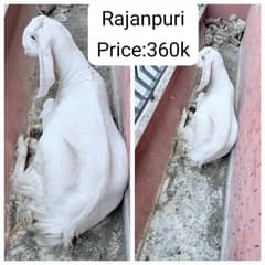 Rajanpuri Nasal Bakra|Qurabi Janwar|Rajanpuri Goat|347/470/8946