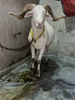 Longtail sheep