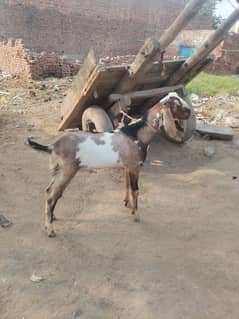 2003 mein mana wala 203 mana wala Faisalabad