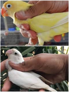 cages and lovebirds