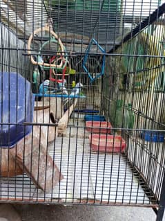 Australian parrots for sale with two portion cage discount available