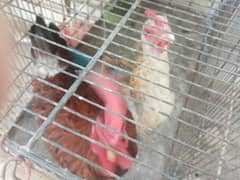 EGGS LAYING PAIRE