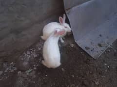 Red Eyes Rabits age 3 month