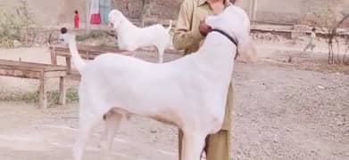 Gulabi