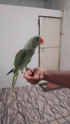 Kashmiri parrots for sale 03142561438