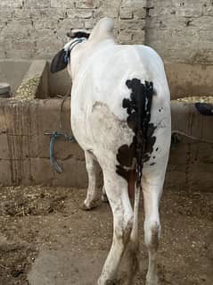COW
