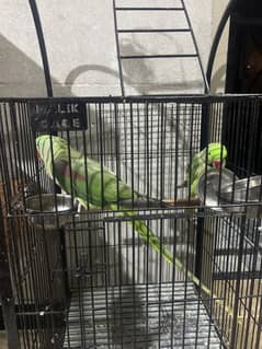 Raw parrot breeder pair