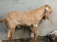 HEAVY WEIGHT BAKRA FOR SALE