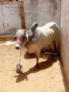 qurbani k janwer sell rabta karen