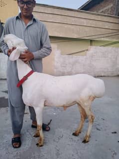 White Dumba