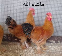 Golden Bantam Male